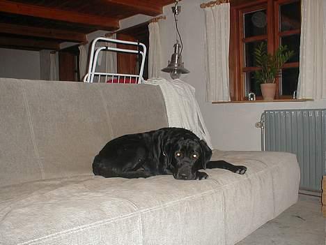 Labrador retriever Dumle - Jeg slapper lige af billede 1