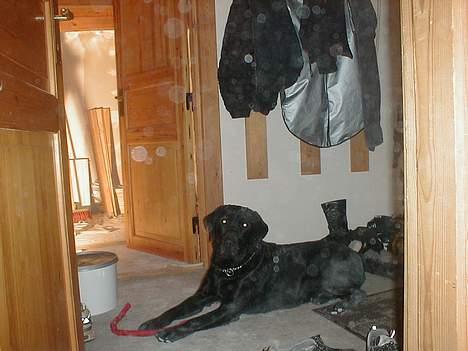 Labrador retriever Dumle - Jeg vil så gerne hjælpe med at bygge om billede 2