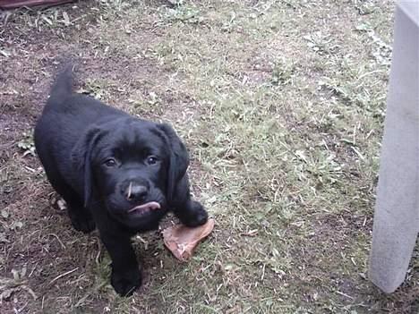 Labrador retriever Dumle - 9 uger gammel og lige ankommet til mit nye hjem! billede 4
