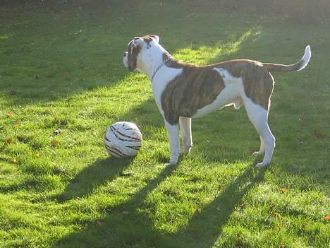 Amerikansk bulldog Cæsar billede 8