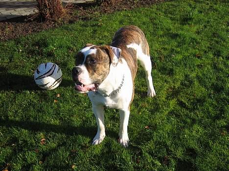 Amerikansk bulldog Cæsar billede 9