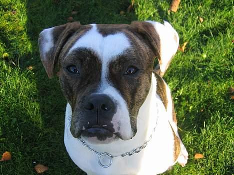 Amerikansk bulldog Cæsar billede 10