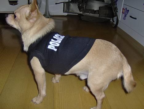 Chihuahua Nuggi - Byens NYE POLICE DOG!!!! Grrrr...  billede 14