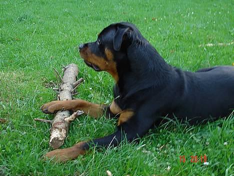 Rottweiler TYSON  billede 8