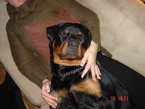 Rottweiler TYSON  - MÆT og GODT tilpas, ligger vi lige og putter mor og jeg billede 9