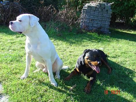 Rottweiler TYSON  - ja vi fik besked på at vi skulle blive og det gør vi så !! HALLO billede 10