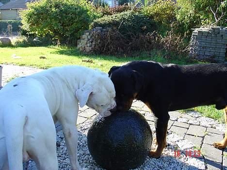 Rottweiler TYSON  - Ej se der kommer vand op af den her runde ting  !! billede 11