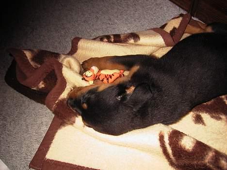 Rottweiler TYSON  - 10 uger gammel, dette er mit første kæledyr som er det eneste af dem som jeg har haft som stadig er i live i dag !! billede 12