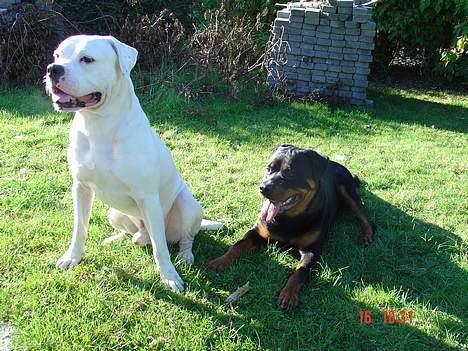 Rottweiler TYSON  - jaaa vi venter stadig.. HALLO VOV VOV billede 13