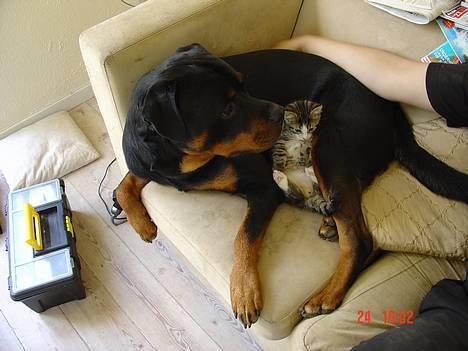 Rottweiler TYSON  billede 14