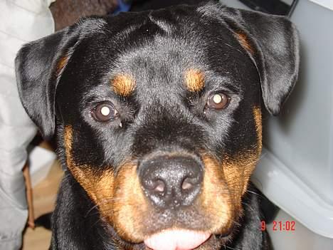 Rottweiler TYSON  - Nysgerrig er man vel altid billede 15
