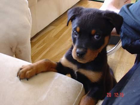 Rottweiler TYSON  - Hva må jeg ikke nok komme op og sidder lidt i "MIN" Sofa... PLEASE VUF VUF billede 16