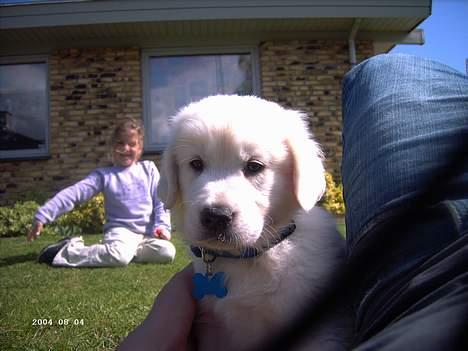 Golden retriever Charlie billede 10