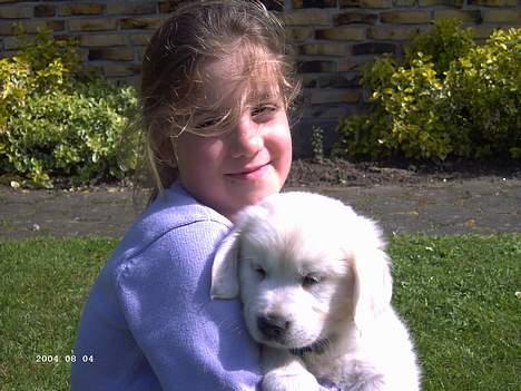 Golden retriever Charlie billede 11