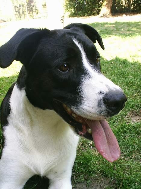 Blanding af racer Tyson billede 1