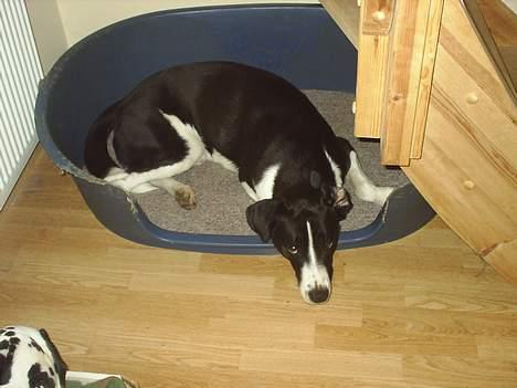 Blanding af racer Tyson - Man er altså godt træt efter en lang dag! billede 2