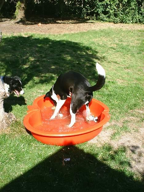 Blanding af racer Tyson - Jeg har den...jeg har den....hvor er det her dog sjovt!!! billede 3