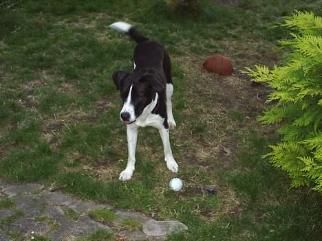 Blanding af racer Tyson - Hey....er der ingen der er frisk på en legetur?? billede 4