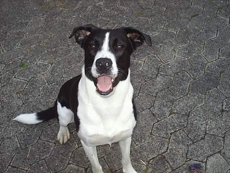 Blanding af racer Tyson - Hej....se hvor flot jeg er! billede 5