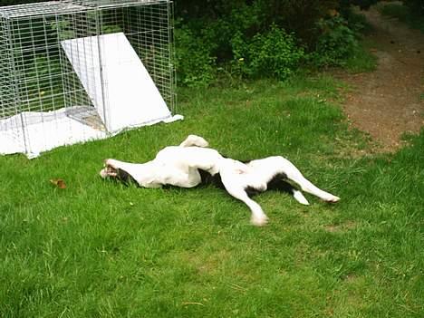 Blanding af racer Tyson - Uhmmmm....det klør altså på ryggen! billede 6