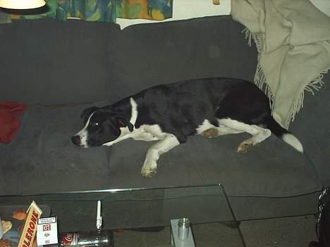 Blanding af racer Tyson - Gab.....godnat mor og far!! billede 7