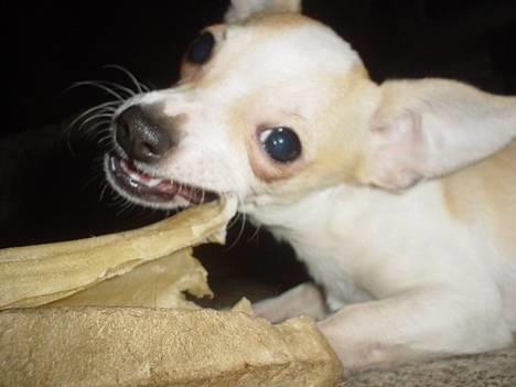 Chihuahua Cirkeline R.I.P. - Mmmm... billede 17