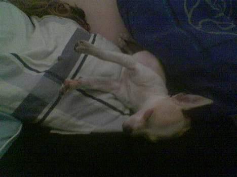 Chihuahua Cirkeline R.I.P. - Ja igen sover jeg... sjovt... billede 18