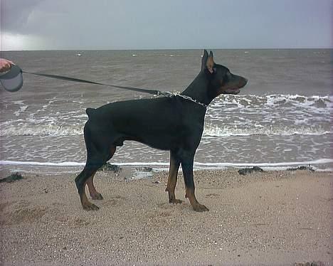 Dobermann Cobra billede 10