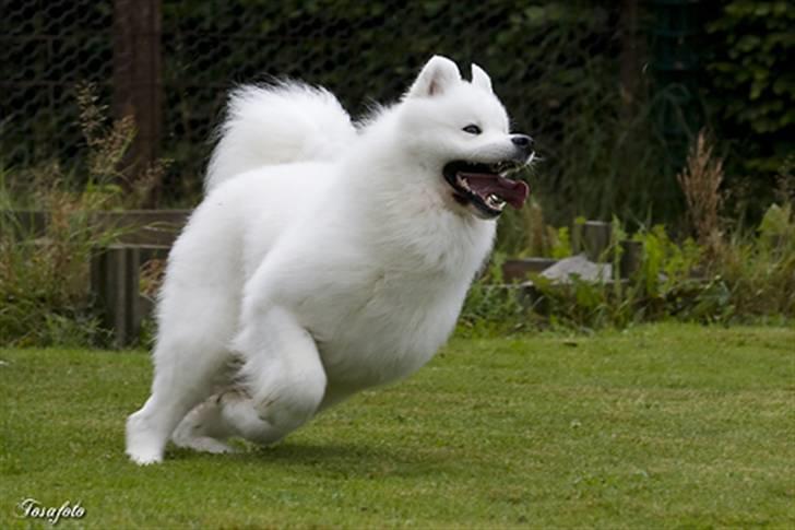 Samojedhund Cabaka´s GioVanni  - Nu kommer jeg billede 8