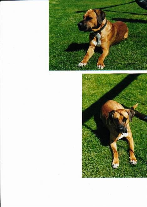 Blanding af racer Tyson - Tyson´s far: Chico, blanding af mange racer. Men en skøn familiehund. billede 9