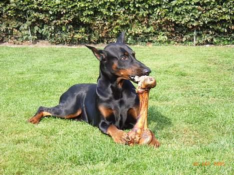 Dobermann Nashville Boy billede 12