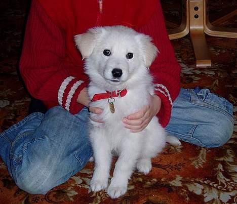 Golden retriever Mikka - min lille mikka billede 1