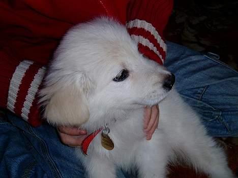 Golden retriever Mikka - min forlovet har forræret mig den i fødselsdagsgave.. er den ikk sød billede 2