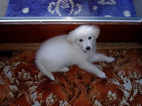 Golden retriever Mikka - lille uldtot.. billede 3