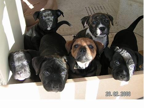 Staffordshire bull terrier R.I.P.: (Engelsk) DKCH, SUCH Taz - Kennel AmagerStaff A-Kuld- født 09/01/2006 - Med Taz og Chilli som forældre billede 19