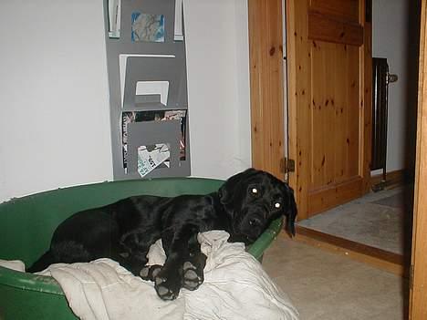 Labrador retriever Dumle billede 5