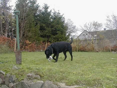 Labrador retriever Dumle - Jeg underholder lige mig selv med strømpen billede 6