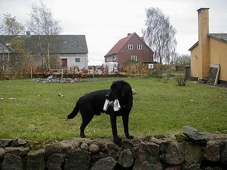 Labrador retriever Dumle - Er der nogen? billede 7