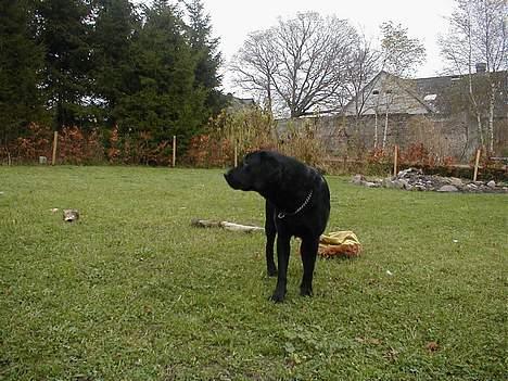 Labrador retriever Dumle billede 8