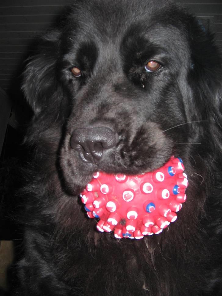 Newfoundlænder Mille - min dejlige goldt  billede 14