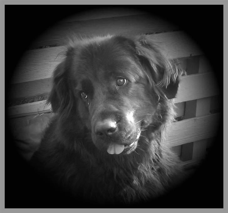 Newfoundlænder Mille - Heeh billede 15