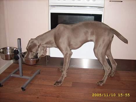 Weimaraner Bundy - Dejlig mad! billede 6