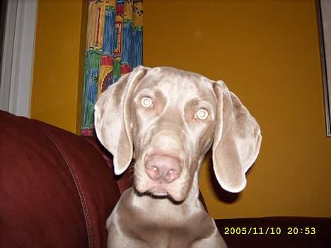 Weimaraner Bundy - Er jeg ikke kæk? billede 7