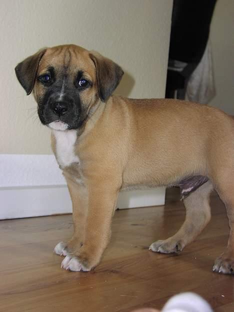 Amerikansk staffordshire terrier Primo - se hvor sød og uskyldig jeg er er.. 8 uger billede 1