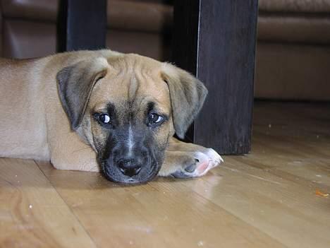 Amerikansk staffordshire terrier Primo - stadig lille og lidt usikker på mit nye hjem..  billede 2