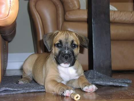 Amerikansk staffordshire terrier Primo - jeg har fået det bedste kødben til baby-hunde :) mums billede 3