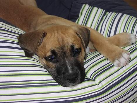 Amerikansk staffordshire terrier Primo - uhh jeg elsker den dejlige sækkestol billede 4