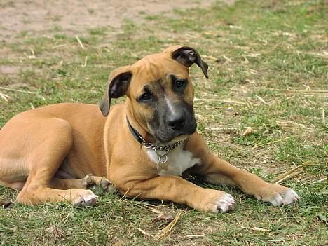 Amerikansk staffordshire terrier Primo - så er jeg kommet med mor op i stalden til hendes hest. hyggeligt.. 4 mån. billede 5