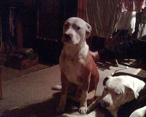 Blanding af racer Jackie billede 2