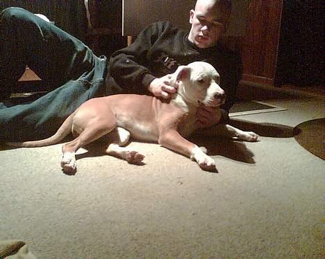 Blanding af racer Jackie billede 3